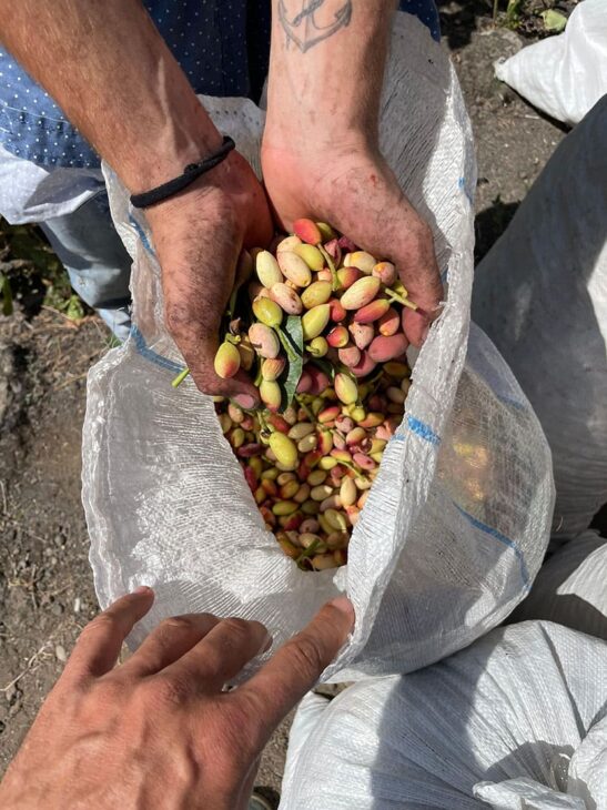 Pistacchio di bronte appena raccolto