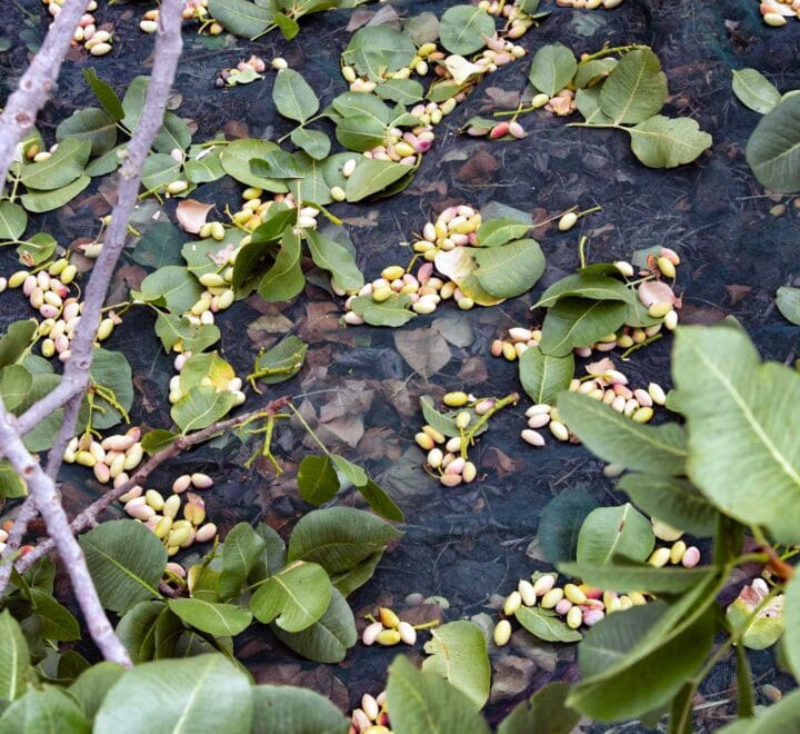 pistacchio di bronte sulla rete