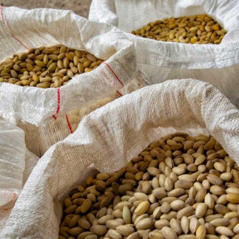 sacchi colmi di pistacchio di bronte dop
